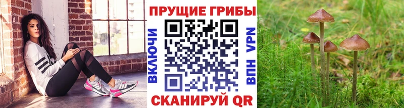 kraken онион  где купить наркотик  дарк нет какой сайт  Псилоцибиновые грибы Psilocybe  Байкальск 